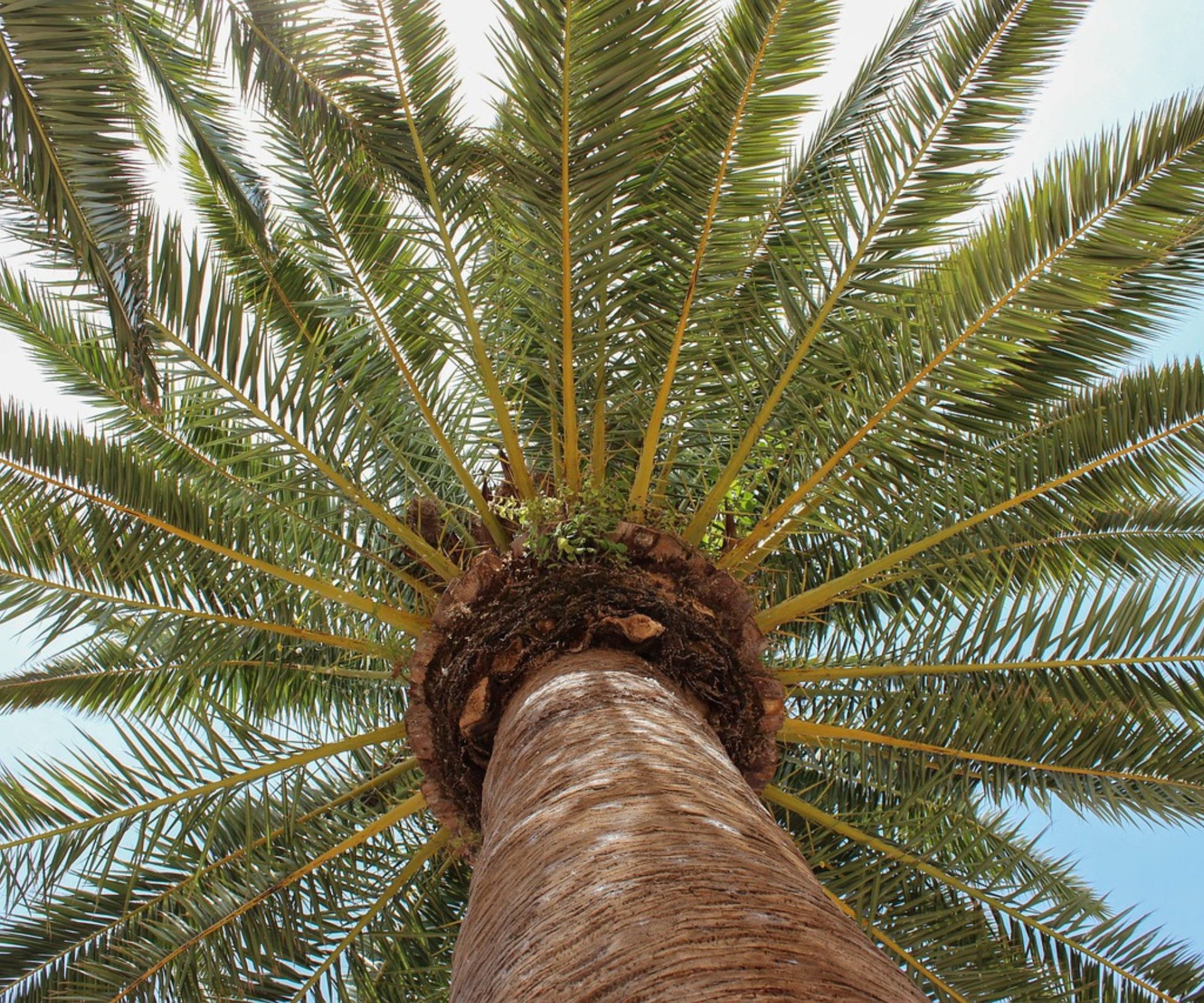 Palm Tree Makeover