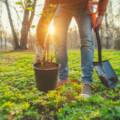 Why Hire a Certified Arborist for Tree Work
