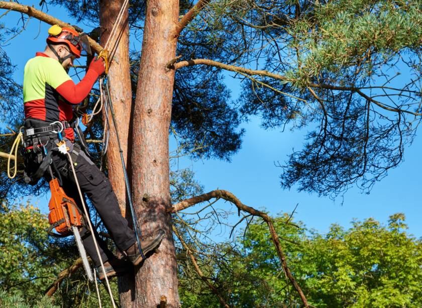 Ultakata Tree 24/7 Emergency Tree Removal Auckland - Ultimate Tree Cutters