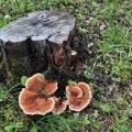 How to Remove a Tree Stump Safely in Auckland