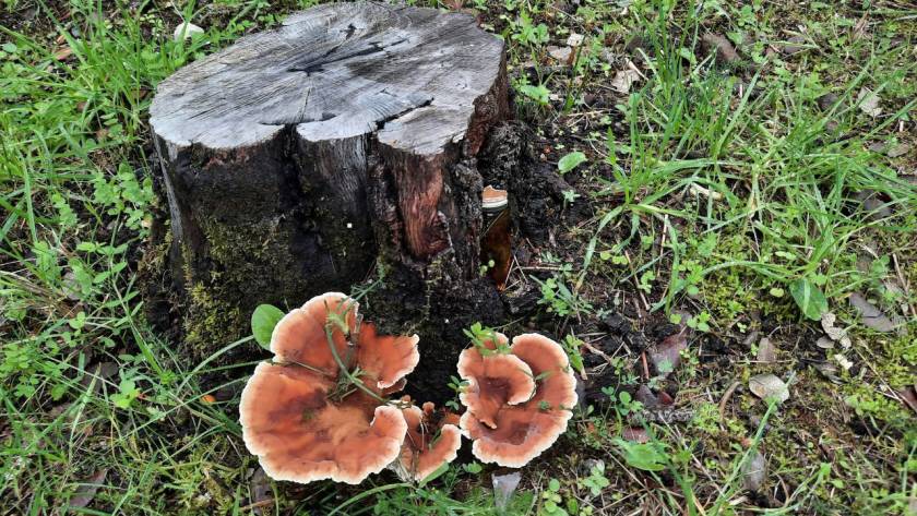 How to Remove a Tree Stump