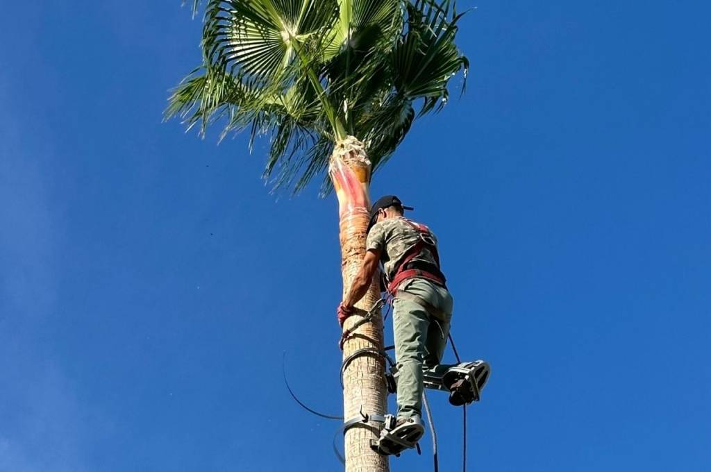 Palm Tree Maintenance and Care in Auckland