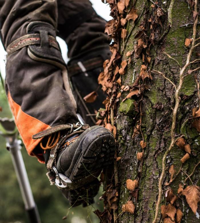 tree services near me tree services near me