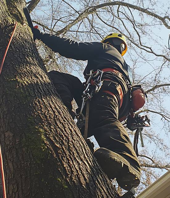8 tree services Auckland