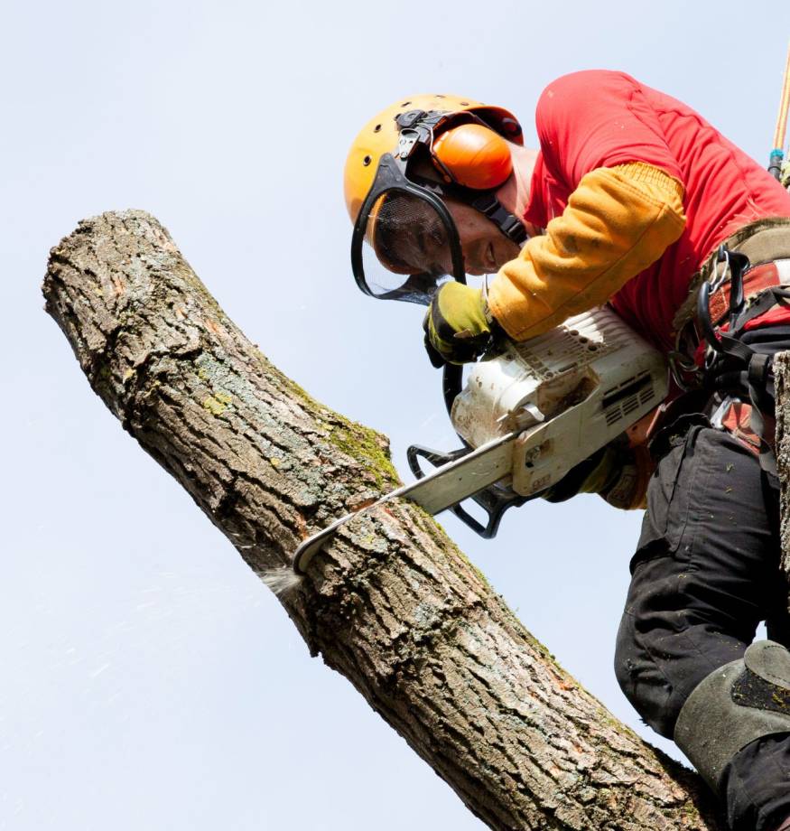 9 tree cutting services Auckland
